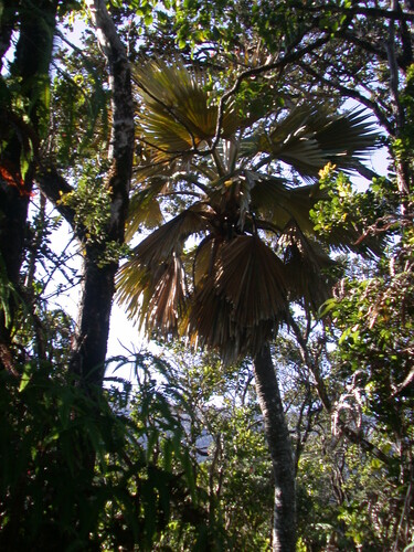 Pritchardia arecina observed 2007-11-30