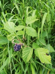 Rubus