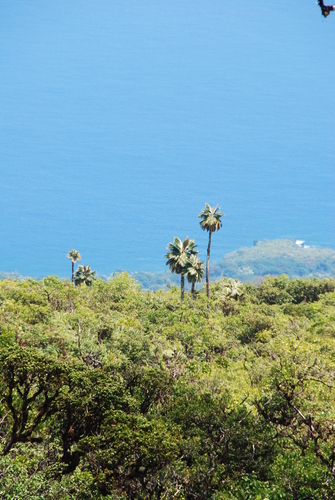 Pritchardia arecina observed 2013-08-21