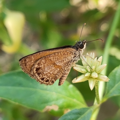 Satyrina Skipper