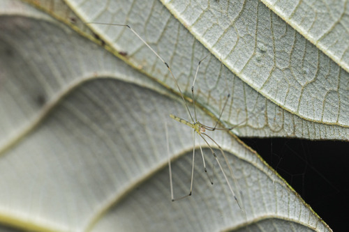Micromerys gracilis