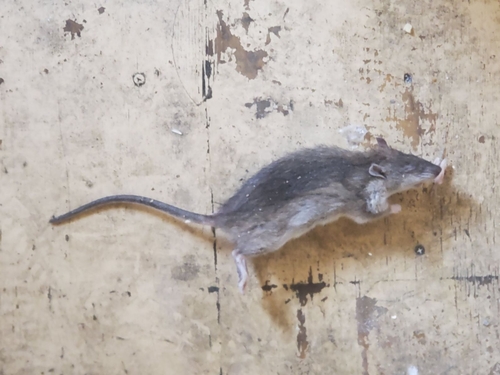 Rata parda (Rattus norvegicus)