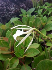 Brassavola nodosa