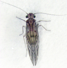 Austropsocus hyalinus