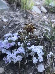 Fritillaria pinetorum