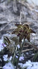 Fritillaria pinetorum
