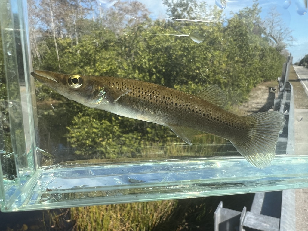 Pike killifish (Belonesox belizanus) — Poeciliidae