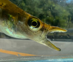 Pike Killifish photo 5