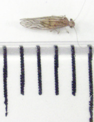 Austropsocus hyalinus