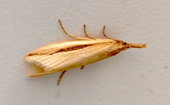 Donacaula melinellus