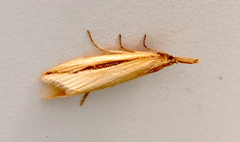 Donacaula melinellus