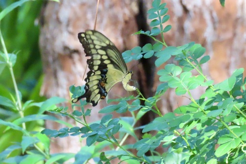 Giant swallowtail
