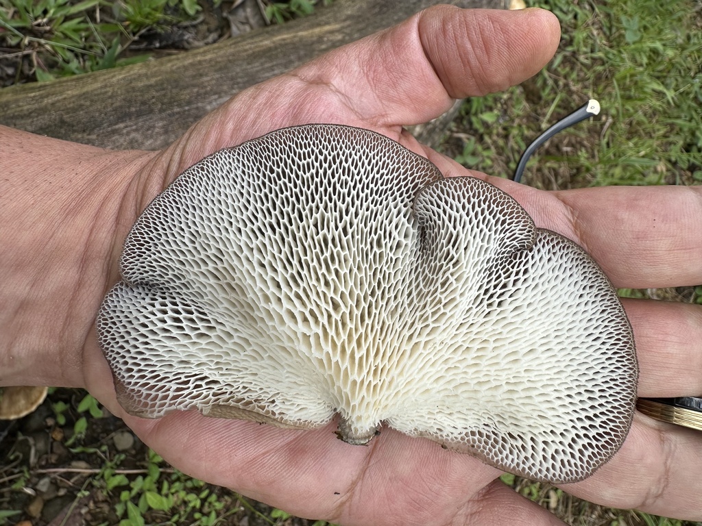 Favolus pseudoprinceps