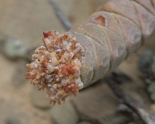 Crassula vestita