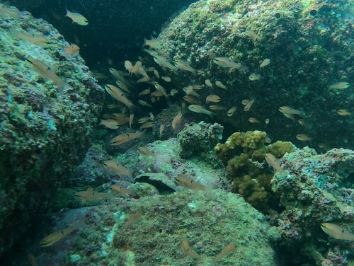 Pink cardinalfish (Apogon pacificus) — Apogonidae — 3