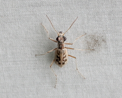 Ellipsoptera lepida