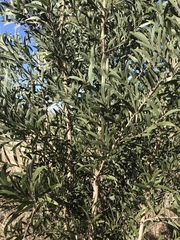 Acacia melanoxylon