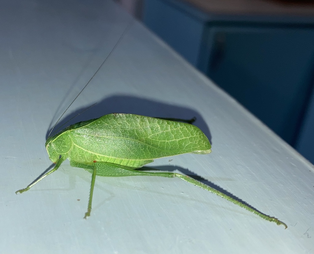 Eurycorypha parkeri