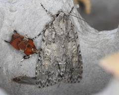 Acronicta immodica