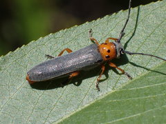 Oberea quadricallosa