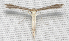 Pterophorini