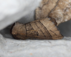 Datana angusii