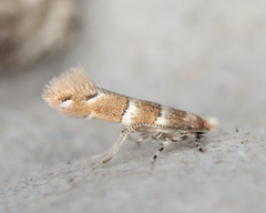 Cameraria ostryarella