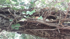 Hedera