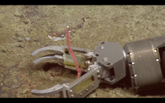 Callistephanus simplex