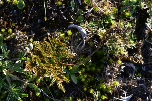 Sceptridium schaffneri (Sceptridium schaffneri)