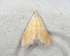 Xanthophysa psychicalis