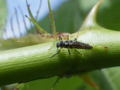 Propylea quatuordecimpunctata