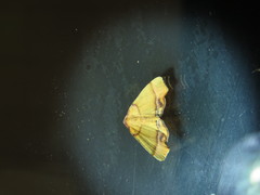 Plagodis phlogosaria