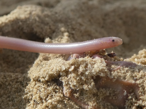 Cairo Blind Snake