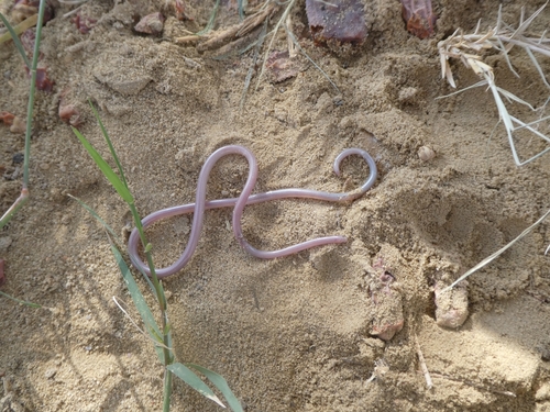 Cairo Blind Snake