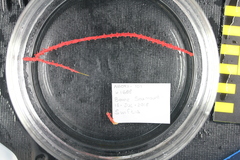 Callistephanus simplex