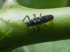 Propylea quatuordecimpunctata
