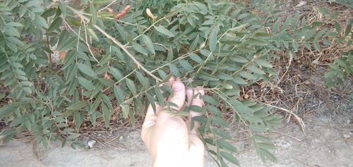 Image of Glycyrrhiza glabra by (c) Мирослав Соболев, some rights reserved (CC BY)