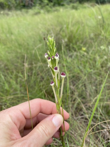 Long Drumsticks (Zaluzianskya elongata)