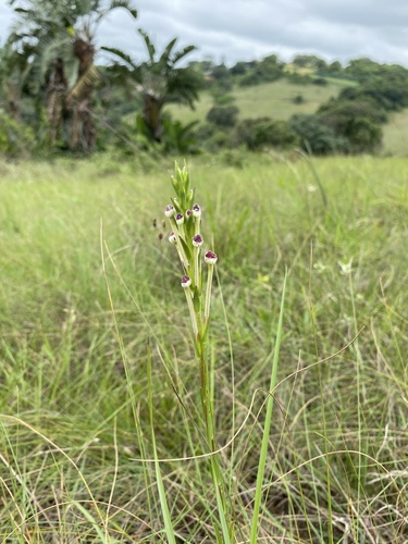 Zaluzianskya elongata, photograph 2
