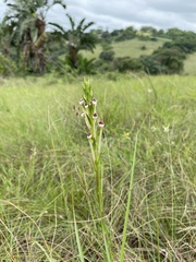 Zaluzianskya elongata, photograph (c) Sunčana Bradley, some rights reserved (CC BY)