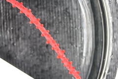 Callistephanus simplex