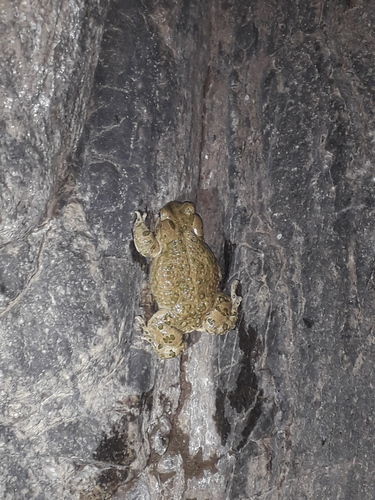 African Green Toad