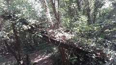 Hedera