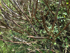 Angiospermae
