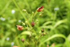 Scrophularia auriculata