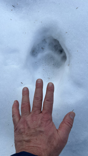 American Black Bear photographed in Vermont
