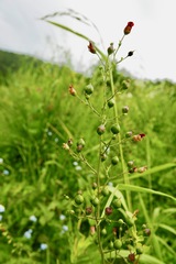 Scrophularia auriculata
