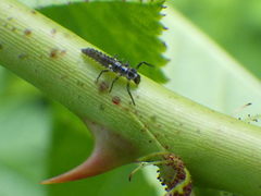 Propylea quatuordecimpunctata
