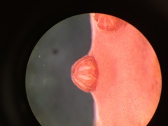 Callistephanus simplex